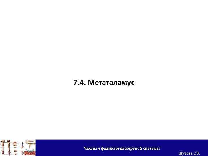 7. 4. Метаталамус Частная физиология нервной системы Шутова С. В. 