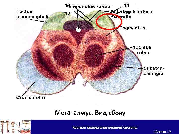 13 12 14 15 Метаталмус. Вид сбоку Частная физиология нервной системы Шутова С. В.