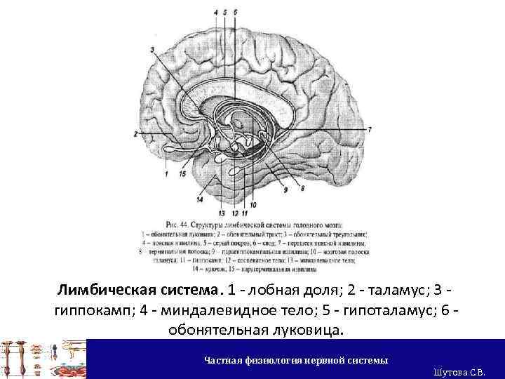 Лимбическая система. 1 - лобная доля; 2 - таламус; 3 гиппокамп; 4 - миндалевидное