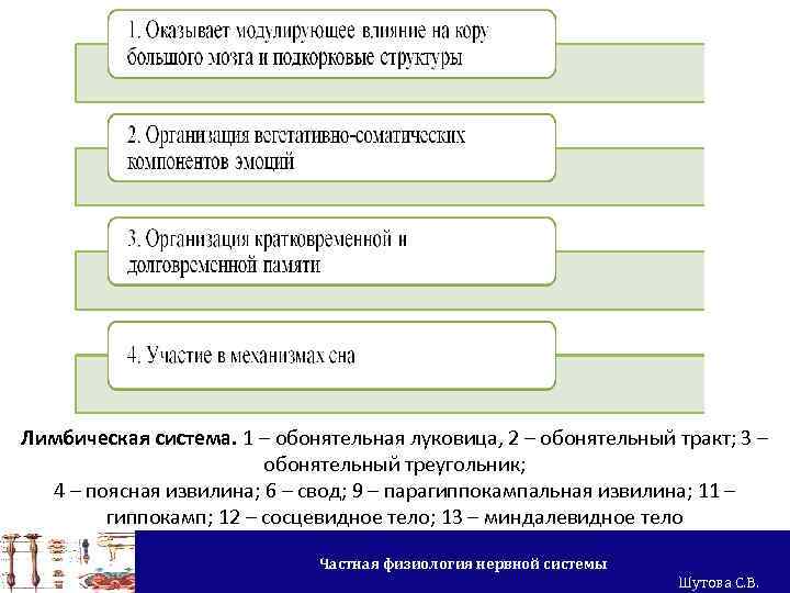 Лимбическая система. 1 – обонятельная луковица, 2 – обонятельный тракт; 3 – обонятельный треугольник;