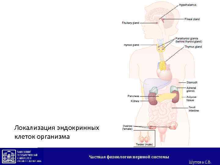 Локализация эндокринных клеток организма Частная физиология нервной системы Шутова С. В. 