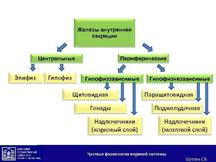 Железы внутренней секреции Центральные Эпифиз Гипофиз Периферические Гипофиззависимые Щитовидная Гонады Надпочечники (корковый слой) Гипофизнезависимые