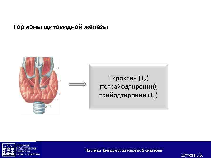 Гормоны щитовидной железы Тироксин (Т 4) (тетрайодтиронин), трийодтиронин (Т 3) Частная физиология нервной системы