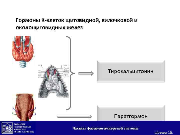 Гормоны К-клеток щитовидной, вилочковой и околощитовидных желез Тирокальцитонин Паратгормон Частная физиология нервной системы Шутова