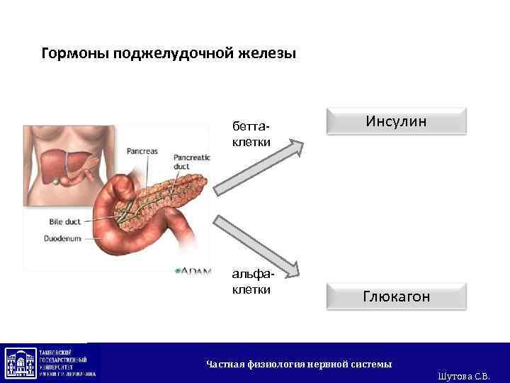 Гормоны поджелудочной железы беттаклетки альфаклетки Инсулин Глюкагон Частная физиология нервной системы Шутова С. В.