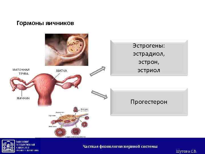 Гормоны яичников Эстрогены: эстрадиол, эстрон, эстриол Прогестерон Частная физиология нервной системы Шутова С. В.