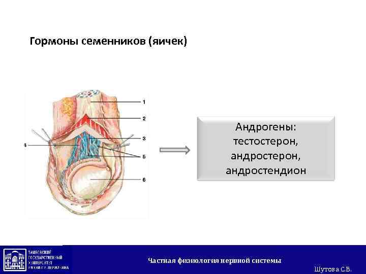Гормоны семенников (яичек) Андрогены: тестостерон, андростендион Частная физиология нервной системы Шутова С. В. 
