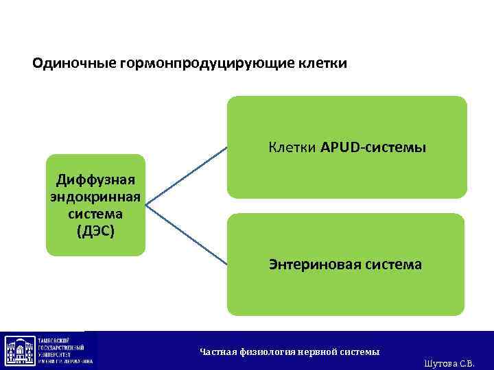 Одиночные гормонпродуцирующие клетки Клетки APUD-системы Диффузная эндокринная система (ДЭС) Энтериновая система Частная физиология нервной