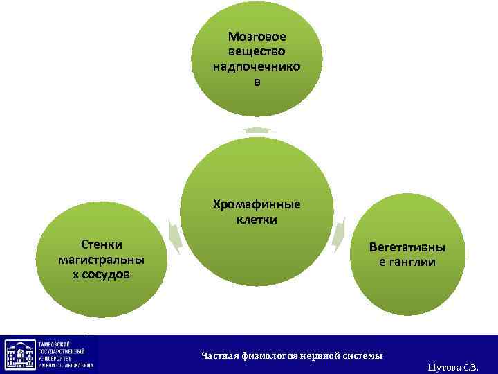 Мозговое вещество надпочечнико в Хромафинные клетки Стенки магистральны х сосудов Вегетативны е ганглии Частная