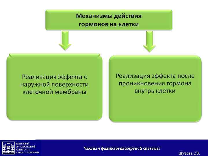 Частная физиология нервной системы Шутова С. В. 