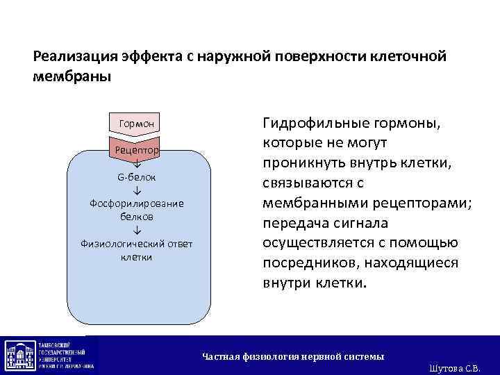 Реализация эффекта с наружной поверхности клеточной мембраны Гормон Рецептор ↓ G-белок ↓ Фосфорилирование белков