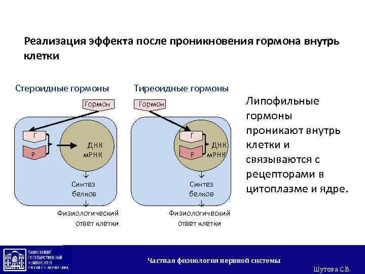 Внутрь клетки