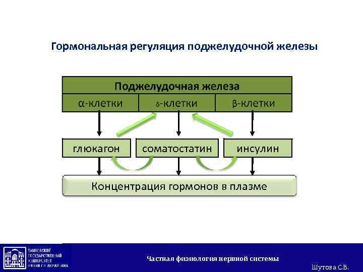 Гормональная регуляция поджелудочной железы + глюкагон - + соматостатин - инсулин Концентрация гормонов в