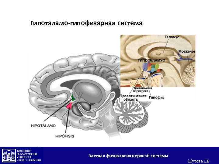 Гипоталамо-гипофизарная система Частная физиология нервной системы Шутова С. В. 