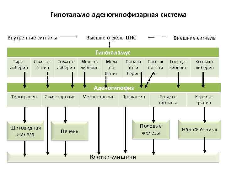 Гипоталамо-аденогипофизарная система Внутренние сигналы Высшие отделы ЦНС Внешние сигналы Гипоталамус Тиролиберин Соматостатин Соматолиберин Мелано