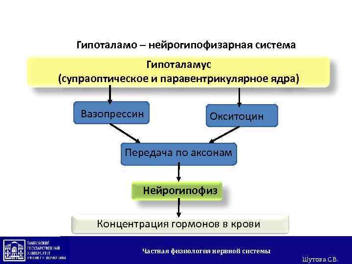 Гипоталамо – нейрогипофизарная система Гипоталамус (супраоптическое и паравентрикулярное ядра) Вазопрессин Окситоцин Передача по аксонам