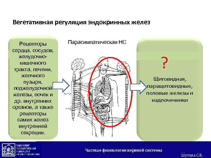 Вегетативная регуляция эндокринных желез Рецепторы сердца, сосудов, желудочнокишечного тракта, печени, желчного пузыря, поджелудочной железы,