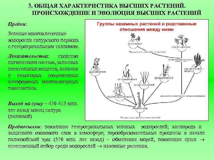 3. ОБЩАЯ ХАРАКТЕРИСТИКА ВЫСШИХ РАСТЕНИЙ. ПРОИСХОЖДЕНИЕ И ЭВОЛЮЦИЯ ВЫСШИХ РАСТЕНИЙ Предки: Зеленые многоклеточные водоросли