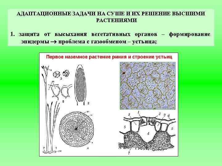 АДАПТАЦИОННЫЕ ЗАДАЧИ НА СУШЕ И ИХ РЕШЕНИЕ ВЫСШИМИ РАСТЕНИЯМИ 1. защита от высыхания вегетативных