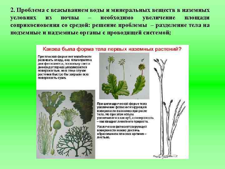 2. Проблема с всасыванием воды и минеральных веществ в наземных условиях из почвы –