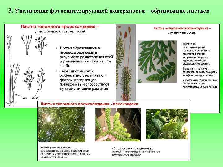 3. Увеличение фотосинтезирующей поверхности – образование листьев 