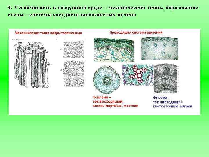 4. Устойчивость в воздушной среде – механическая ткань, образование стелы – системы сосудисто-волокнистых пучков