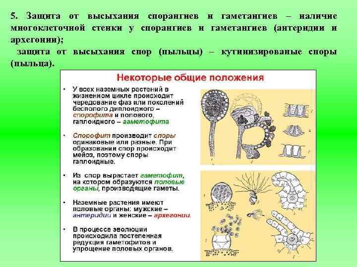 5. Защита от высыхания спорангиев и гаметангиев – наличие многоклеточной стенки у спорангиев и