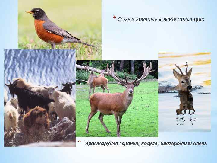 * Самые крупные млекопитающие: * 