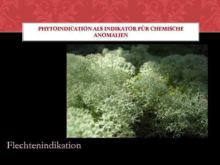 PHYTOINDICATION ALS INDIKATOR FÜR CHEMISCHE ANOMALIEN Flechtenindikation 