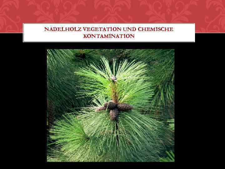 NADELHOLZ VEGETATION UND CHEMISCHE KONTAMINATION 