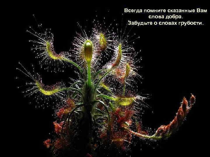 Всегда помните сказанные Вам слова добра. Забудьте о словах грубости. 
