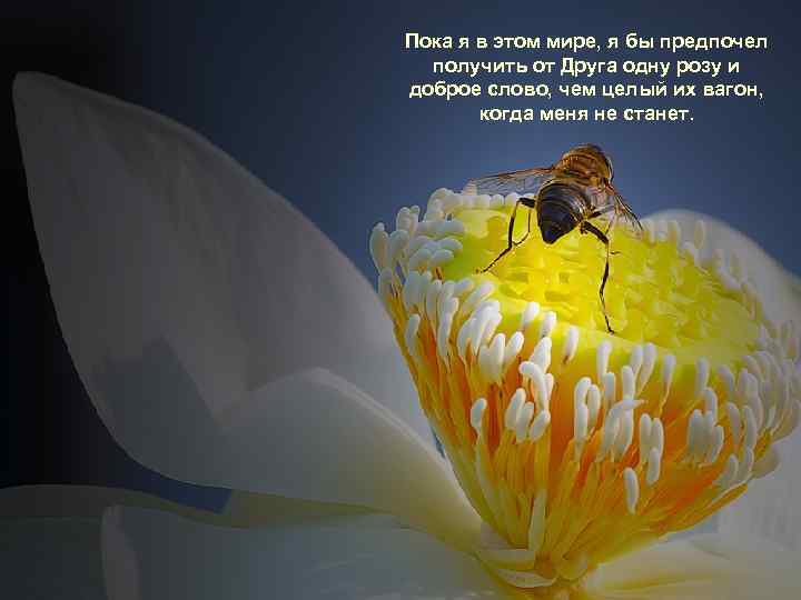Пока я в этом мире, я бы предпочел получить от Друга одну розу и
