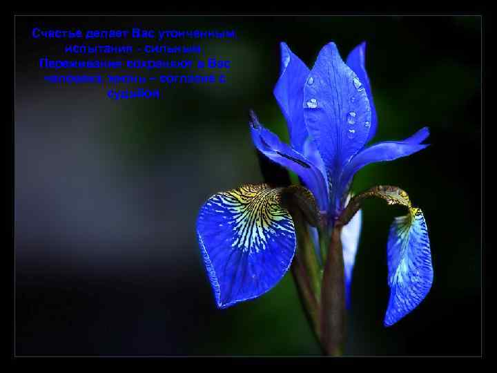 Счастье делает Вас утонченным, испытания - сильным. Переживания сохраняют в Вас человека, жизнь –