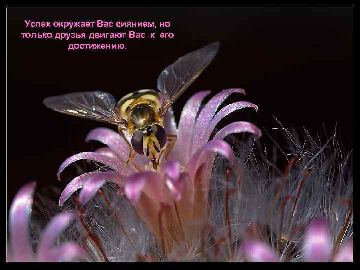 Успех окружает Вас сиянием, но только друзья двигают Вас к его достижению. 