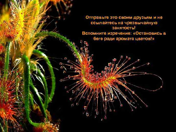 Отправьте это своим друзьям и не ссылайтесь на чрезвычайную занятость! Вспомните изречение: «Остановись в