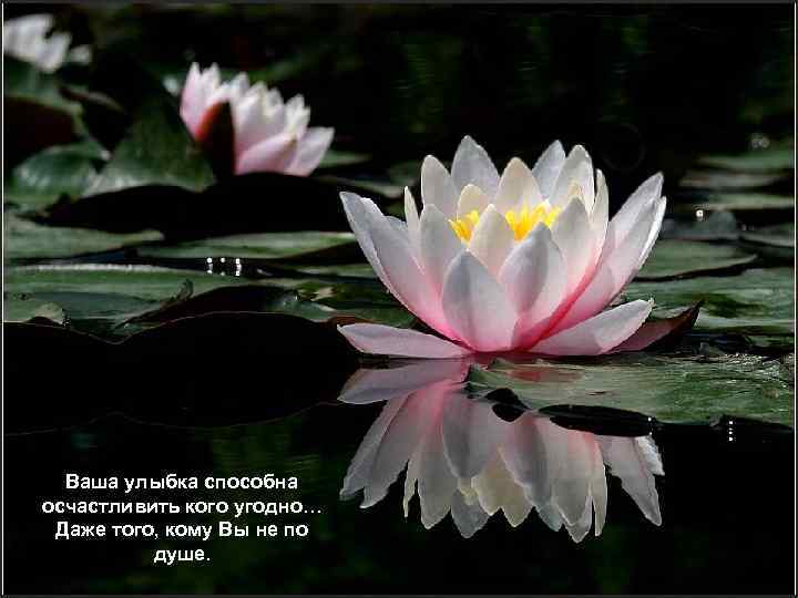 Ваша улыбка способна осчастливить кого угодно… Даже того, кому Вы не по душе. 