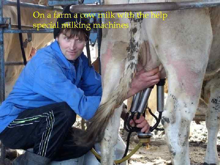 On a farm a cow milk with the help special milking machines 