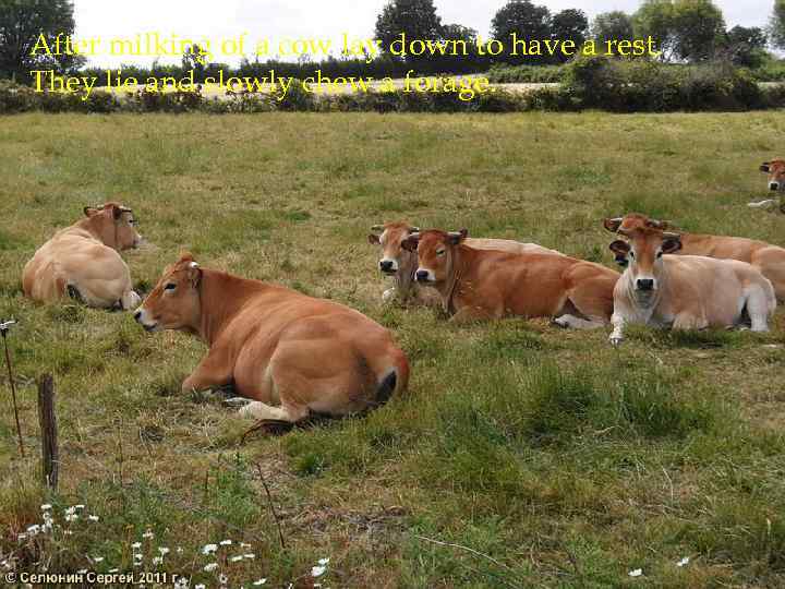 After milking of a cow lay down to have a rest. They lie and