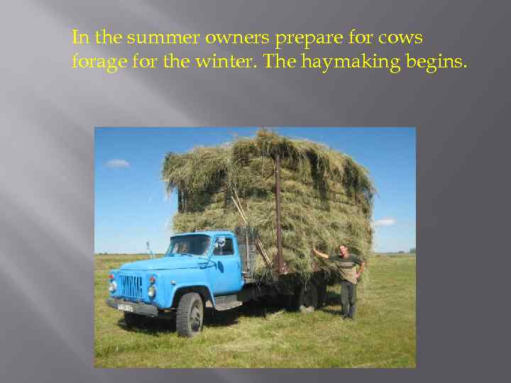 In the summer owners prepare for cows forage for the winter. The haymaking begins.