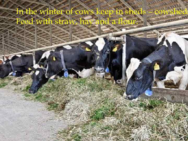 In the winter of cows keep in sheds – cowsheds Feed with straw, hay