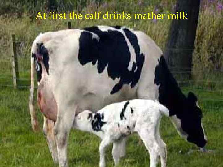 At first the calf drinks mather milk 