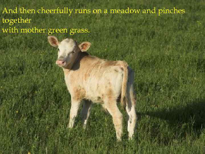 And then cheerfully runs on a meadow and pinches together with mother green grass.