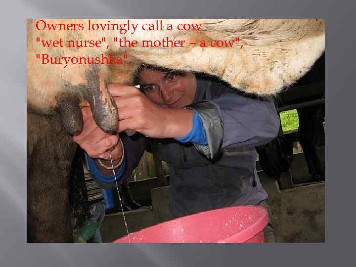 Owners lovingly call a cow 