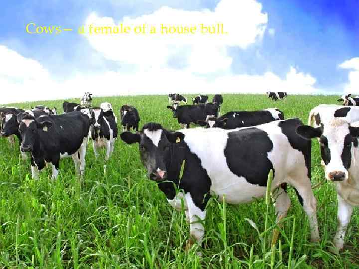 Cows— a female of a house bull. 