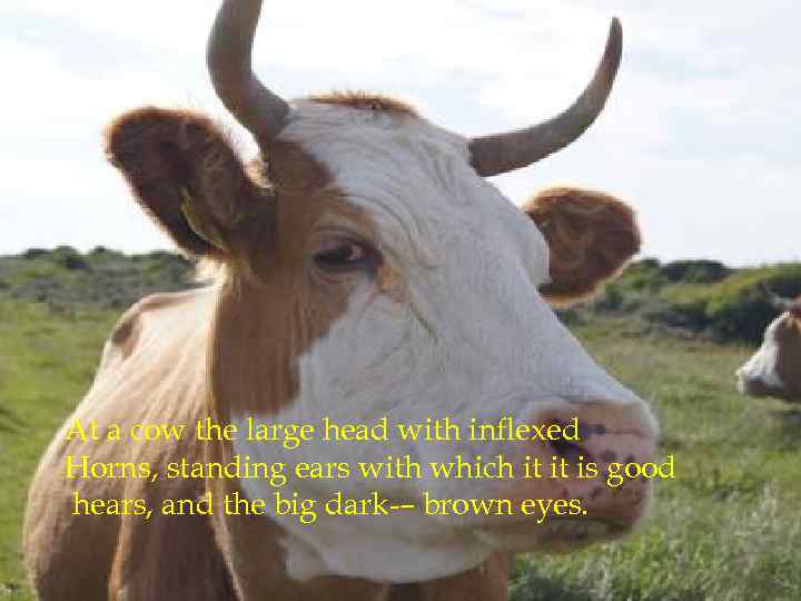 At a cow the large head with inflexed Horns, standing ears with which it