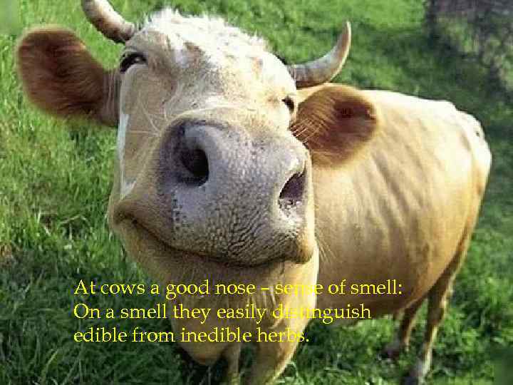 At cows a good nose – sense of smell: On a smell they easily