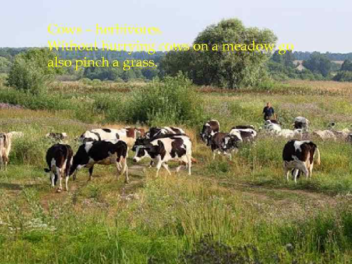 Cows – herbivores. Without hurrying cows on a meadow go also pinch a grass.