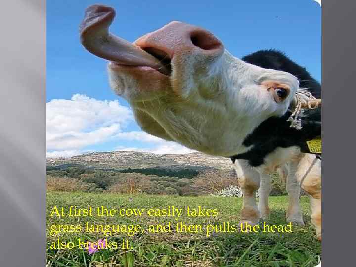 At first the cow easily takes grass language, and then pulls the head also