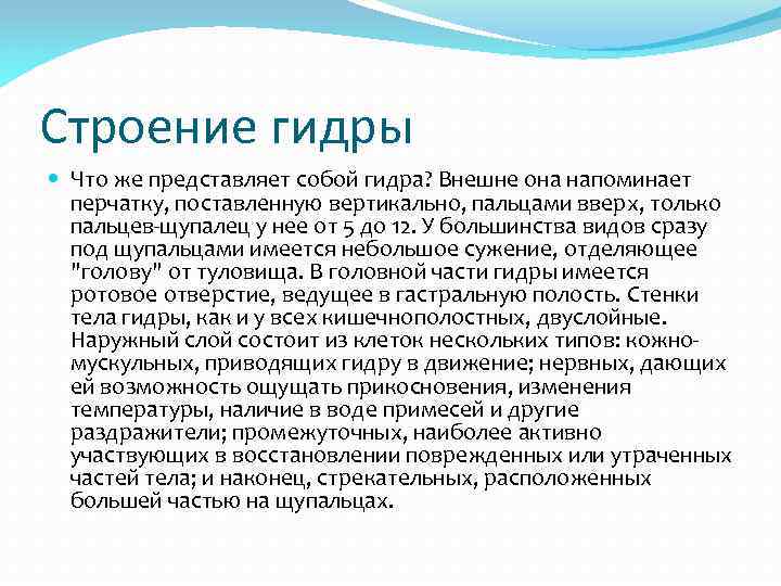 Строение гидры Что же представляет собой гидра? Внешне она напоминает перчатку, поставленную вертикально, пальцами