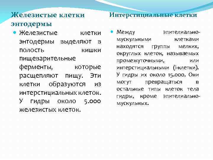 Интерстициальные клетки Железистые клетки энтодермы эпителиально Железистые клетки Между мускульными клетками энтодермы выделяют в